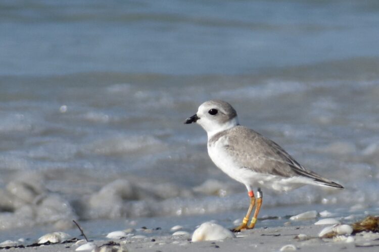 Endangered piping plover sighted on Sanibel News, Sports, Jobs